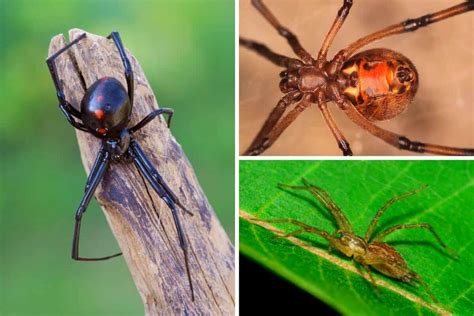Venomous Spiders In North America Nature Roamer
