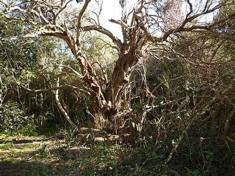 Maybe you would like to learn more about one of these? The Wild Olive - Olea europaea sbsp africana