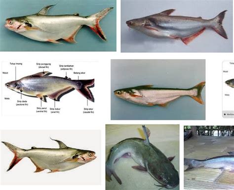 Ikan hias air tawar ini merupakan hasil persilangan dari berbagai jenis ikan cichlid. Jenis Ikan Patin Konsumsi dan Hias Beserta Gambarnya