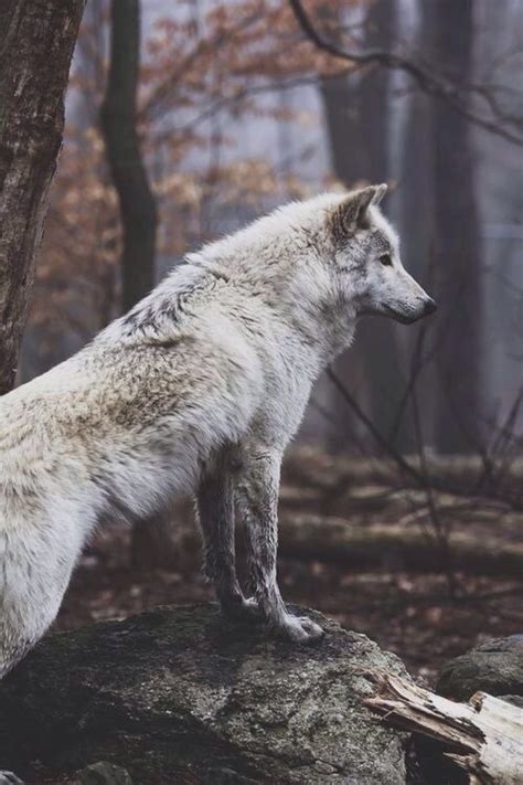 Wolf Photography On Tumblr