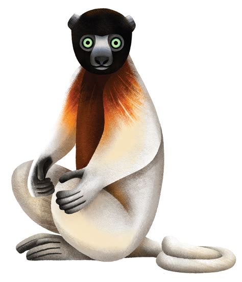 Lemur Fact Sheet Crowned Sifaka Lemur Conservation Network