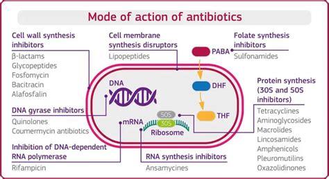 Mode Of Action Of Antibiotics And Classification