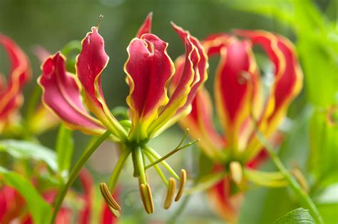 How To Grow And Care For Gloriosa Lily