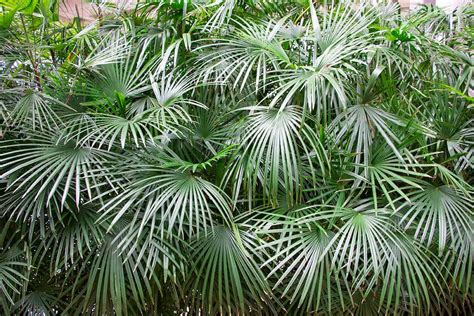 Can Palm Trees Survive Freezing Weather Plantglossary