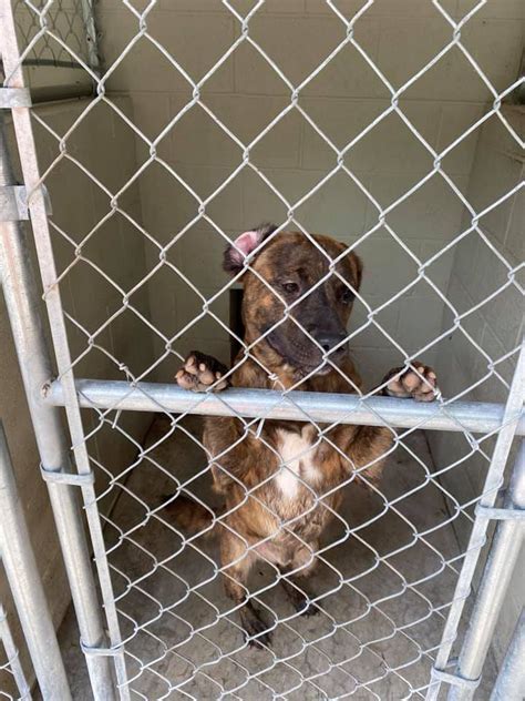 Clinton Mo Animal Shelter City Of Rolla Missouri Area Business And