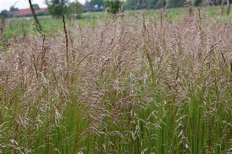 Deschampsia flexuosa — id 26011 symbol key defl common name wavy hairgrass family poaceae category monocot division magnoliophyta us nativity native to u.s. Deschampsia flexuosa, Drahtschmiele