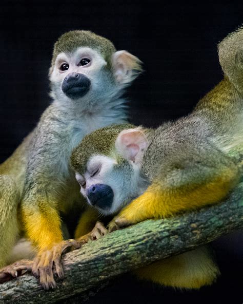 Squirrel Monkey Reid Park Zoo