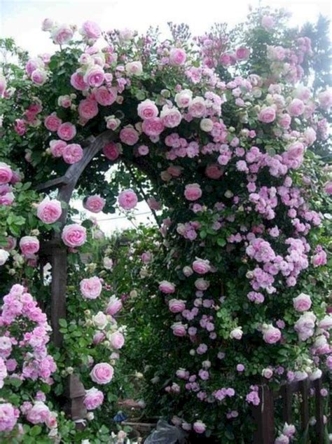 40 Awesome Eden Rose Garden To Enhance Your Beautiful Garden With