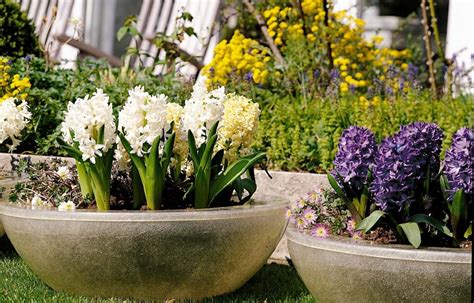 Esistono bulbi che producono fiori raccolti in magnifiche spighe lunghe, mentre altri sviluppano grandi fiori tondi. Bulbi in autunno, fiori a primavera - Giardinaggio, fiori ...