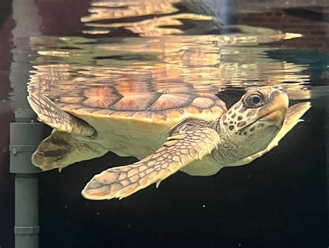 Juvenile Loggerhead Sea Turtle Georgia Sea Turtle Rescue Flickr