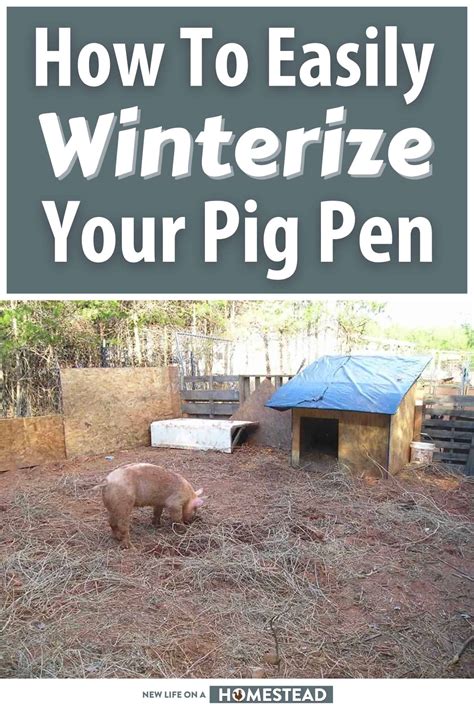 How To Winterize Your Pig Pen New Life On A Homestead