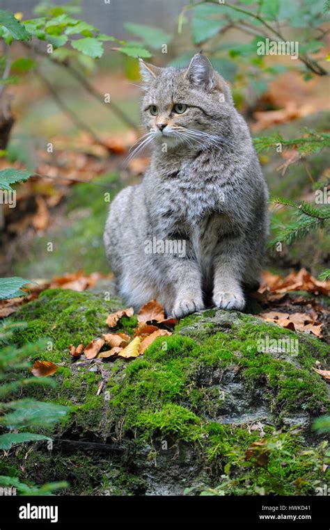 Wildkatze Oktober Gefangenschaft Nationalpark Bayerischer Wald