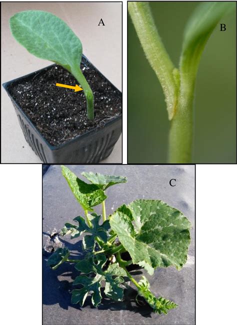 Figure 3 From Advances In Watermelon Grafting To Increase Efficiency