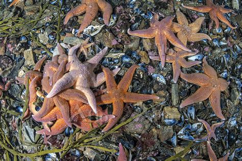Starfish Henricia Sp Feeding On Mussels Trondheimfjord