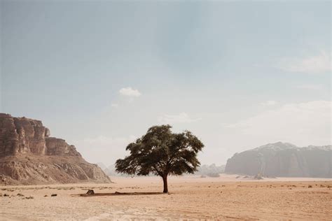 Download Desert Tree Hd Landscape Desktop Wallpaper