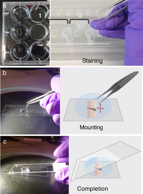 Immunofluorescent Labeling And Mounting A The Floating Tissue