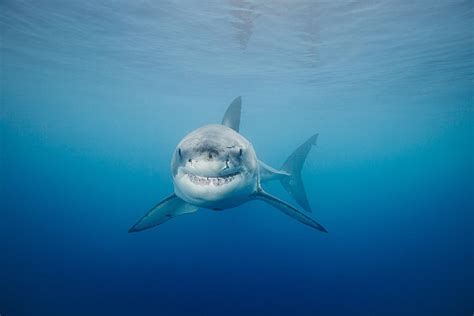 Smiling Great White Shark Photograph By Dave Fleetham Printscapes
