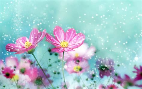 Simple Cute Flower Wallpapers Top Free Simple Cute Flower Backgrounds