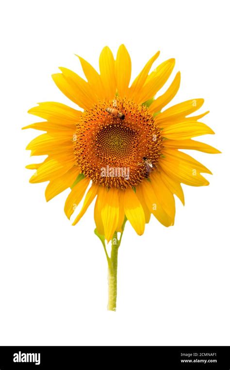 Beautiful Sunflower Isolated On White Hi Res Stock Photography And