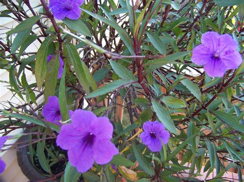If you are searching for plants that grow well under pine trees, the options listed above should work. Twice As Nice: Purple Flowering Tree