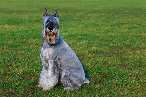 Dog food isn't just our business, it's our passion! Schnauzer | Bil-Jac