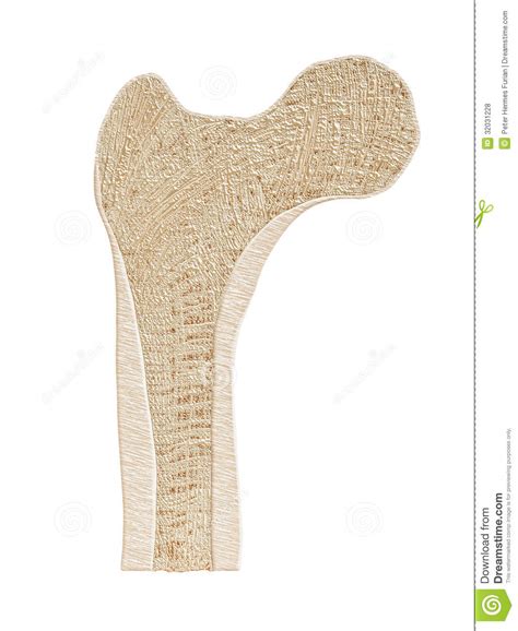 Cross section of a human bone. Bone Cross Section Royalty Free Stock Photos - Image: 32031228