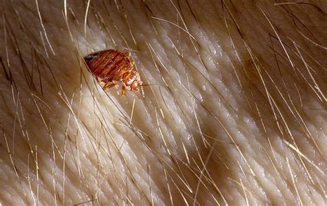 Blog Top Questions Frequently Asked By Everyone About Bed Bugs