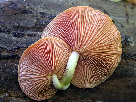 Edible Mushrooms In Kansas All Mushroom Info