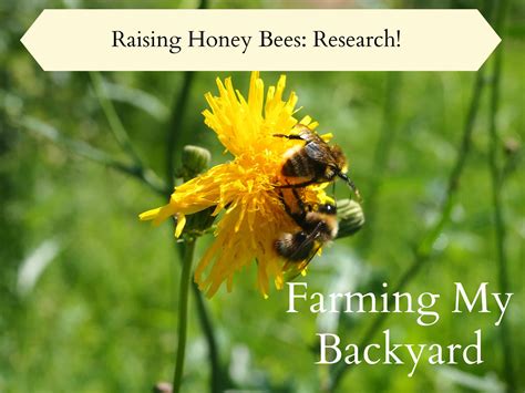 How to raise honey bees. Raising Honey Bees: Research! - Farming My Backyard