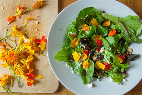 How To Forage And Eat Nasturtium Flowers Happy Earth