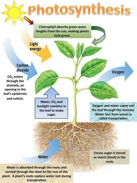 Different Ways That Plants Store Food Trioplantbased