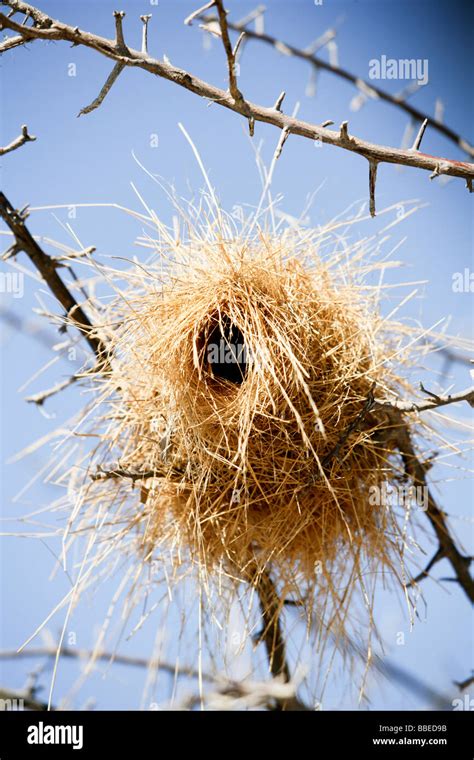 Bird Nest In Tree Stock Photo Alamy