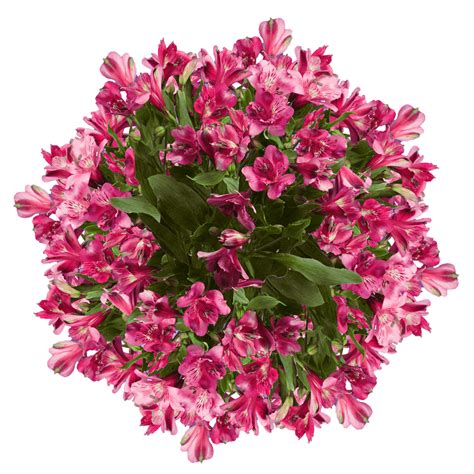 Sep 01, 2021 · the minecraft mob skin, *~.pink daisy bee.~*, was posted by lilmilkpaws. Premium Super Hot Pink Alstroemeria Flowers | GlobalRose