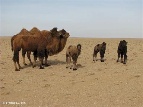 You see someone swallow a carmel with see, then when it comes a swallowing a goat he claims it is difficult to swallow. Gobi Desert: Camel Conservation in the Great Gobi A
