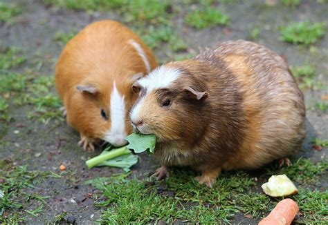What To Do If Your Guinea Pig Is Scared Of You