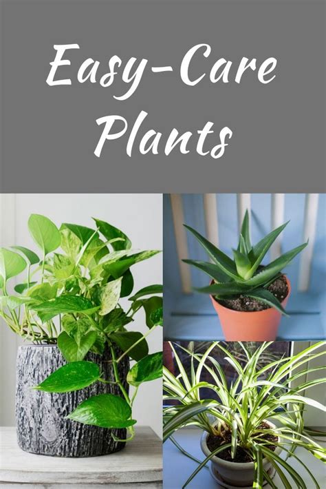 Big House Plants That Are Easy To Take Care Of Help