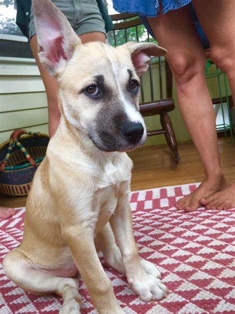 Pitsky puppy #pitsky #pitskypuppy | Pitsky puppy, Puppies, Animals