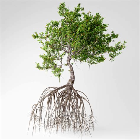D Mangrove Trees Model TurboSquid