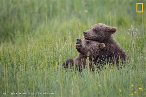 Pin By Mary Margaret Chappell On Photos Animals Brown Bear National