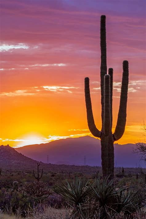 Vibrant Arizona Desert Sunrise With Saguaro Cactus Cactus Sunset