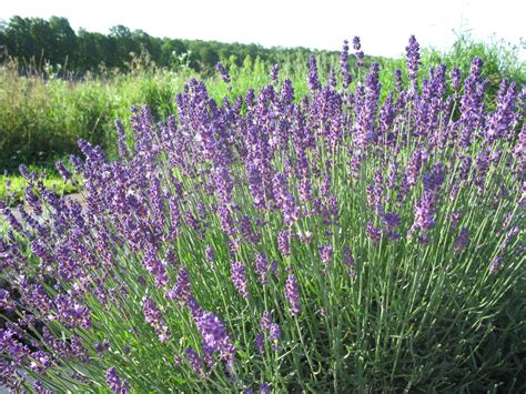 The Best French And English Lavender Varieties To Grow In