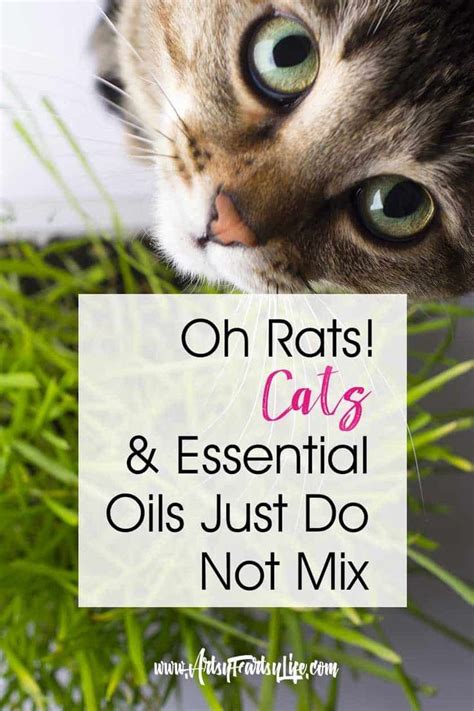 If you diffuse essential oils for aromatherapy, steps should be taken to minimize full strength exposure for any pet. Warning! Essential Oil Diffusers Are Harmful To Cats (With ...