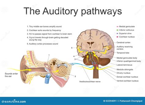 The Auditory Pathways Stock Vector Illustration Of Ventral 83394091