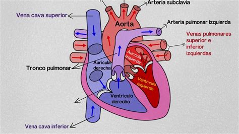 ¿cómo Está Formado El Corazón Y Cuál Es Su Función Actualizado