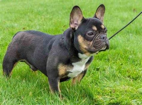 French bulldogs are good with children in the main. Best dogs for kids, dog breeds for families with children ...
