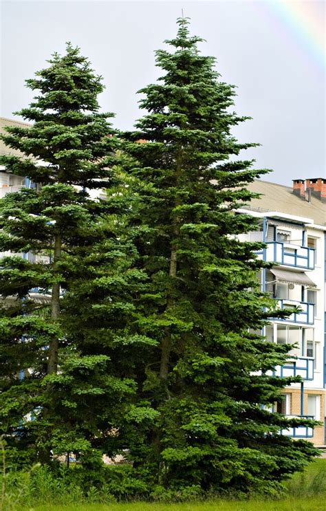 Evergreen Trees Everything You Ever Wanted To Know Privacy Trees