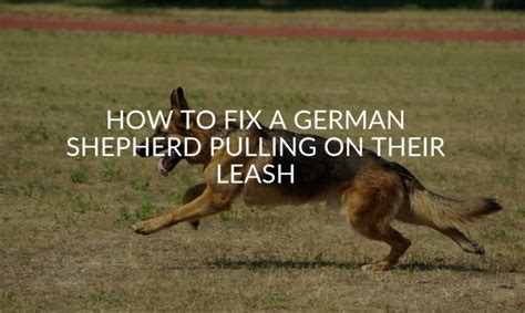 How To Fix A German Shepherd Pulling On Their Leash Jubilant Pups