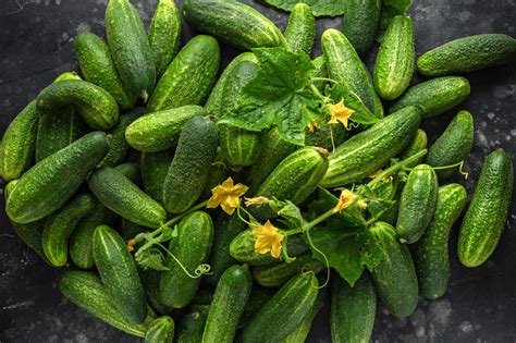 Growing Cucumbers How And When To Pick Cucumbers