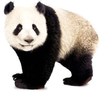 Panda PNG Transparent Image Download Size X Px