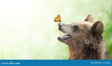 Butterfly On The Nose Of A Cheerful Bea Stock Image Image Of